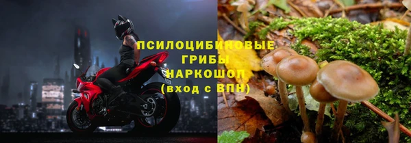 PSILOCYBIN Аркадак